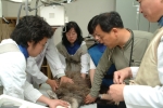 강원대학교 수의학과의 김종택 교수(야생동물질병학 전공, 사진)는 지난 17일(화) 저녁 고성군 사천리 지역에서 부상을 입고 탈진한 상태의 산양을 긴급 구조하여 강원대학교 동물병원으