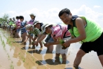 KT 수도권강북본부 사랑의 봉사단이 서울애화학교 학생과 함께 경기도 연천의 38선마을에서 농촌모내기 체험활동을 하고 있다.