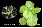 내동성 유전자가 형질전환된 효모와 담배의 내동성 증가