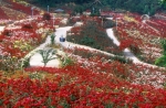부천시 백만송이 장미원, 전국 최대 규모로 성장