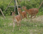 꽃사슴