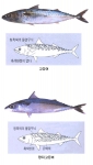 금년에도 고등어 풍어 예상된다