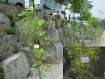 주성엔지니어링이 '1인 1나무 가꾸기 운동'으로 회사내 300여 그루의 나무를 심고 명찰을 달아 직원들의 애사심을 높이고 있다.
