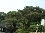 노원구 상계4동 산153-1 `반송'