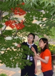 경기도청 정원에 때이른 7월 단풍나무 잎에 단풍이 들어 녹음과 어우러져 오가는이들의 관심을 끌고 있다
