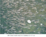 세계 최초로 생산된 참조기의 인공종묘(크기 5~7cm) 