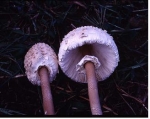 큰갓버섯   Macrolepiota procera(Scop. : Fr.)Sing.