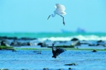 중대백로와 흑로 Large Egret  and Pacific Reef Heron
중대백로는 육지부에서 집단으로 번식하나 제주에서는 번식하지 않는다. 간혹 번식기 이후에는 제주의 