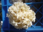 하나바이오텍에서 생육중인 꽃송이버섯 자실체