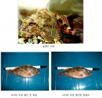 쏨뱅이 어미 