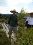 풀무원 남승우 사장이 강원도 철원의 유기농 쌀 재배지에서 벼를 베고 있다.  