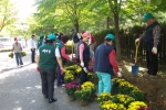 주엽2동사무소는 4일 관내 주요 공원로에 주민, 학생 둥 100여명이 참여하여 국화(菊花)1,500포기를 심었다
