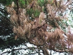 소나무재선충병에 감염된 소나무잎.