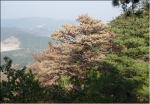 피해목 전경