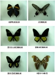 시민들에게 선보일 대형 나비들