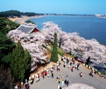 경포대 벚꽃