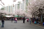 후곡마을 벚꽃축제
