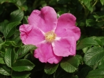 선홍빛 꽃이 아름답고 꽃향기가 좋은 ‘해당화’