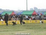 ’KKC 부산 BIS 도그쇼’
