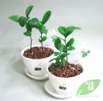 눈으로 마시는 녹차나무 ‘청아- 녹차밭 출시’