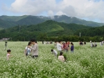 효석문화제 메밀꽃밭