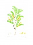 개느삼(Echinosophora koreensis 콩과)