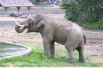 지난 55년 창경원으로 들어온 후 평생을 외로이 살아온 아시아코끼리 ‘자이언트’.