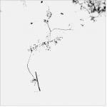 My Silence Ⅰ-6  |  25.4 × 25.4 (cm) |  gelatin silver print  |  2003 