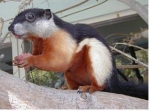 서울대공원에서는 ‘행운을 가져다 준다’는 삼색다람쥐를 국내 최초로 들여와 오는 26일부터 일반에 공개한다.