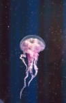 63씨월드에서는 핑크빛을 띄고 있어 붙여진 이름의 핑크 해파리(Pink jellyfish)를 해파리 전시관에서 2월 10일부터 전시한다.