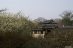 창덕궁관리소, 매화밭 일반인에 공개