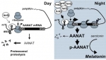 AANAT 발현의 일주기리듬 형성에 대한 모델
1. AANAT translation을 조절하는 cis-acting element의 결정: AANAT 5’UTR에 translati