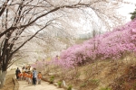 진달래꽃 동산