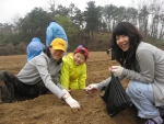 한국EMC 임직원과 가족들이 1사1촌(1社1村) 운동의 일환으로 자매결연을 맺고 있는 충북 청원군 연꽃마을을 방문,  감자 심기 등 농번기 일손을 돕고 있다. 