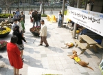 싸이월드와 한국장애인도우미견협회로부터 참가자들이 장애인견 체험 전 설명을 듣고 있다