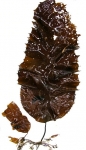 곰피엽체