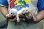 복제고양이 3세 사진