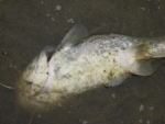 충북 괴산 동진천변에 떠오른 물고기 