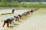풀무 소속 임원 32명이 참여한 가운데 강원도 철원의 친환경 쌀 재배지에서 ‘유기농가 돕기 임원 봉사’를 실시했다.