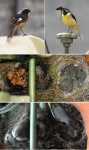 먹이를 물어 나르는 딱새 수컷(맨위 왼쪽)과 노랑할미새 수컷. 맨 아래 사진은 새끼를 품고 있는 딱새 암컷(왼쪽)과 먹이를 먹이는 노랑할미새의 동영상 캡처 사진