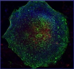 E.STEM-CELL”배아줄기세포에 나노파티클이 효율적으로 전달된 사진