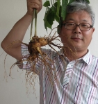 산삼사진