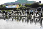 8월16일, 낙동강 선산읍 일선교 아래에서 있었던 토산치어방류 캠페인
