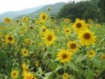 태백 해바라기 축제로 떠나는 여행