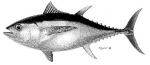 눈다랑어(bigeye tuna)