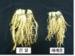 일당귀 신품종 '진일'