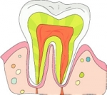 어금니, 첫 관리가 중요...중년은 잇몸관리 수반해야