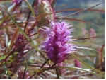 가는잎향유 (Elsholtzia angustifolia (Loes.) Kitag.)