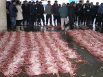 전국 대게 위판물량 절반이상 구룡포항에서 생산
