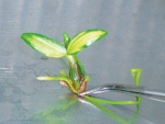 중국 우주선에 탑재됐던 자생란 석곡 배양체에서 선발한 잎 무늬 돌연변이체 
